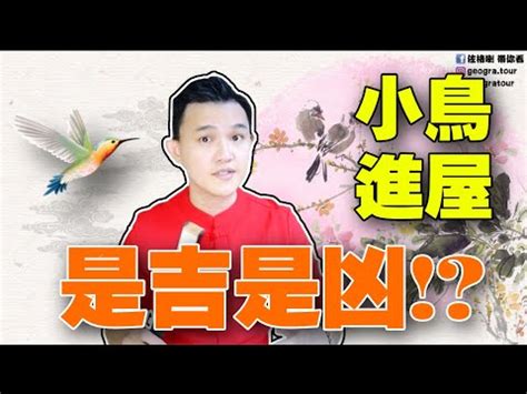 麻雀來家裡|【家裡飛進麻雀】家裡飛進麻雀的吉凶預兆：小心謹慎，福禍難測。